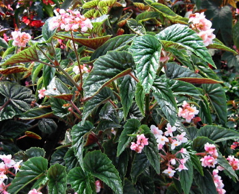 B. ‘Pastel Princess’